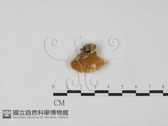 登錄號:F0006319藏品圖，第1張