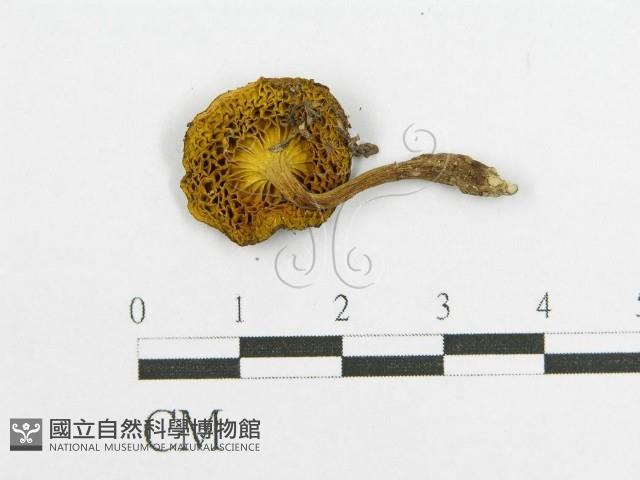 登錄號:F0016319藏品圖，第1張