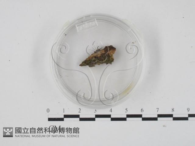 登錄號:F0001319藏品圖，第1張