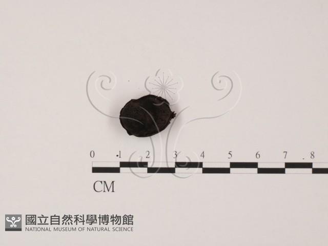 登錄號:F0011319藏品圖，第1張