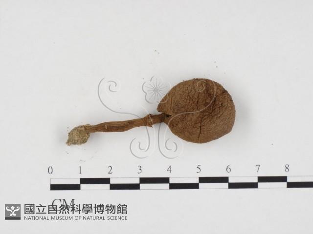 登錄號:F0024319藏品圖，第1張