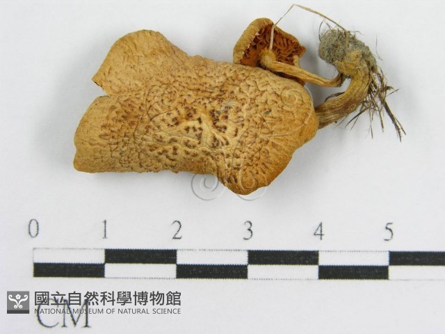 登錄號:F0004319藏品圖，第1張