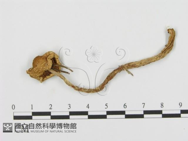 登錄號:F0002319藏品圖，第1張