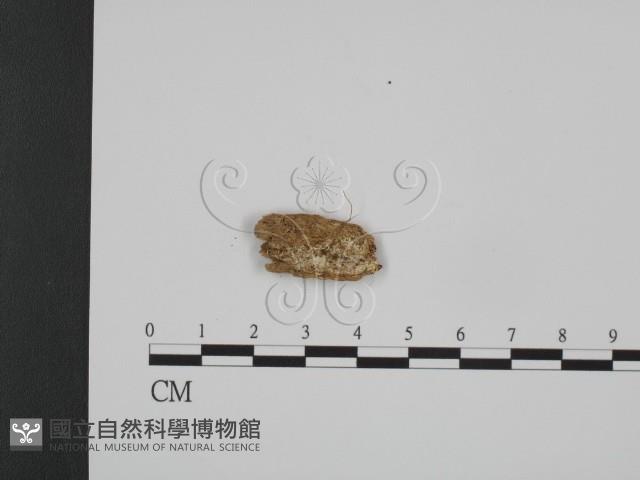 登錄號:F0007319藏品圖，第1張