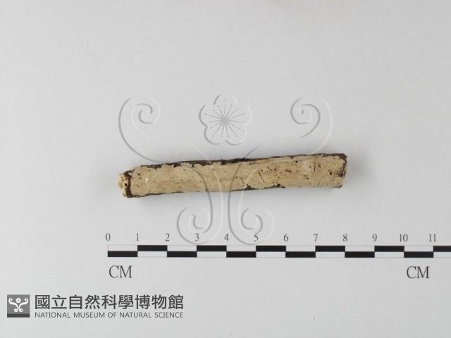 齒耳菌屬藏品圖，第1張