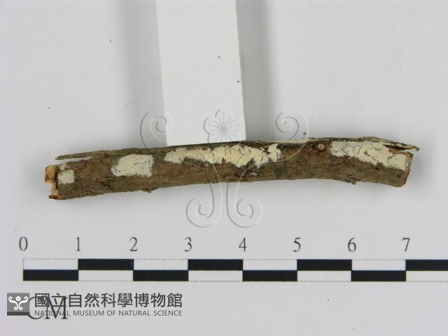 登錄號:F0005319藏品圖，第1張