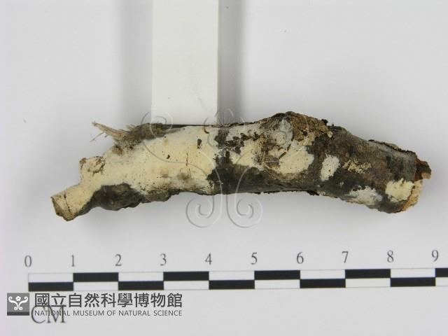 剛毛絲皮菌藏品圖，第1張