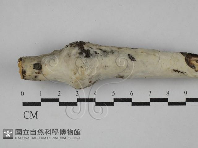 登錄號:F0029319藏品圖，第1張