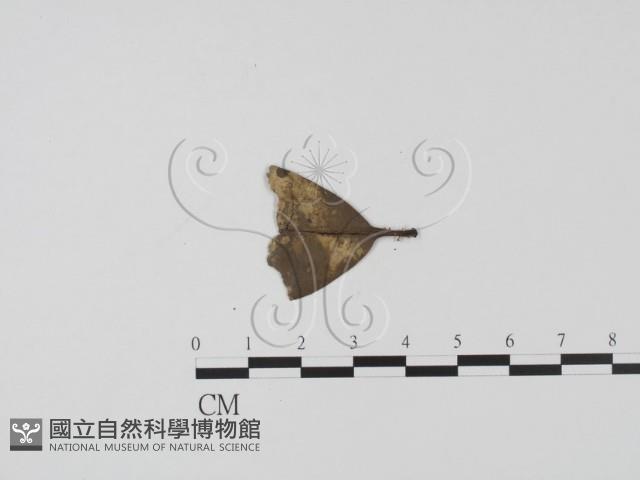 登錄號:F0009319藏品圖，第1張