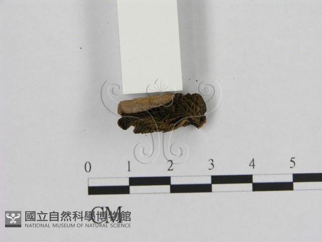 登錄號:F0003319藏品圖，第1張