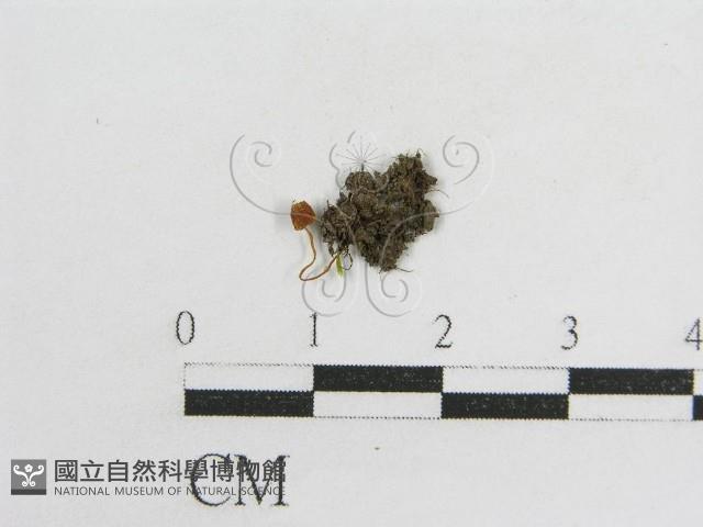 登錄號:F0013319藏品圖，第1張