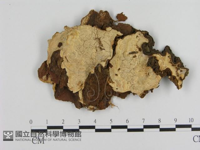 登錄號:F0008059藏品圖，第1張