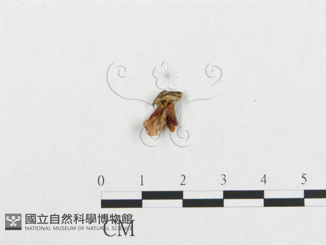 登錄號:F0009059藏品圖，第1張