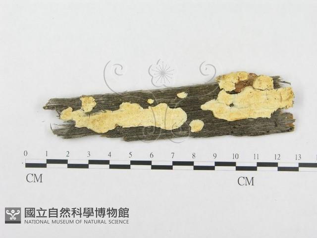 登錄號:F0008249藏品圖，第1張