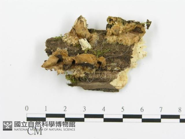 煙管菌藏品圖，第1張