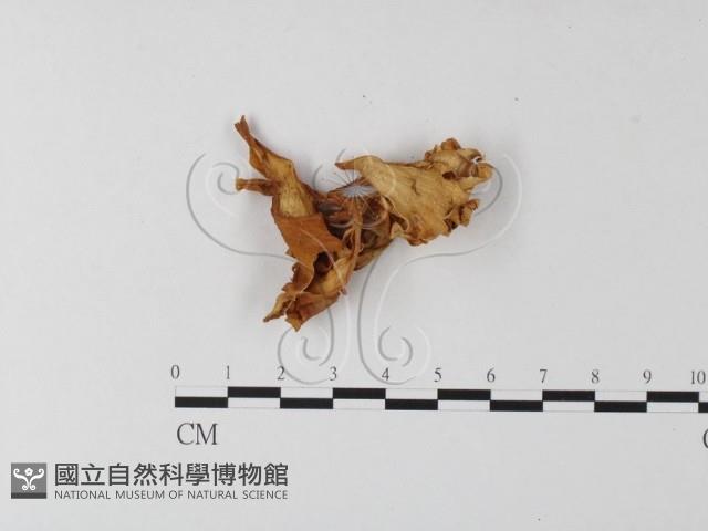 登錄號:F0008149藏品圖，第1張