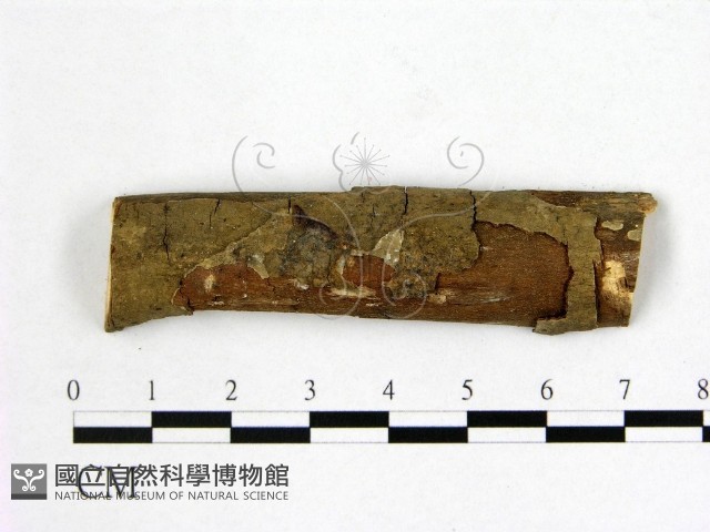 登錄號:F0004149藏品圖，第1張