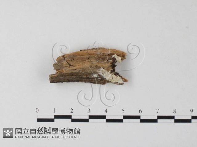 登錄號:F0007149藏品圖，第1張