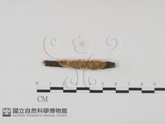 登錄號:F0009149藏品圖，第1張