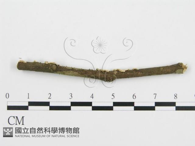 登錄號:F0001049藏品圖，第1張