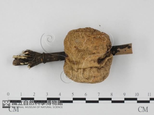 登錄號:F0004049藏品圖，第1張