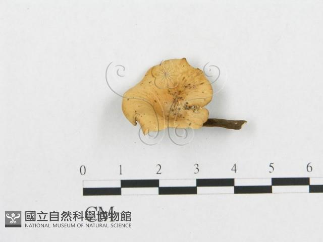 登錄號:F0007049藏品圖，第1張