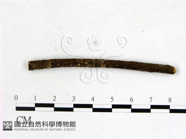 登錄號:F0009049藏品圖，第1張