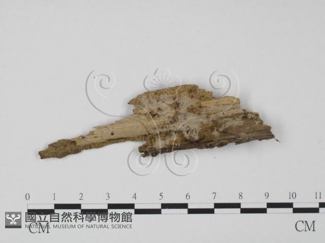 登錄號:F0019049藏品圖，第1張