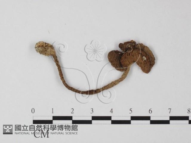 登錄號:F0008349藏品圖，第1張