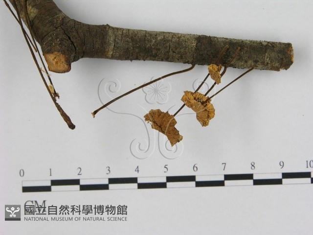 小皮傘屬藏品圖，第1張