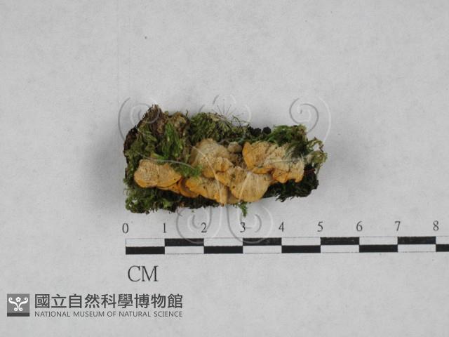 韌革菌屬藏品圖，第1張