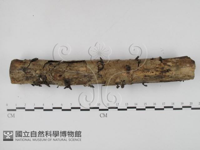 登錄號:F0008299藏品圖，第1張