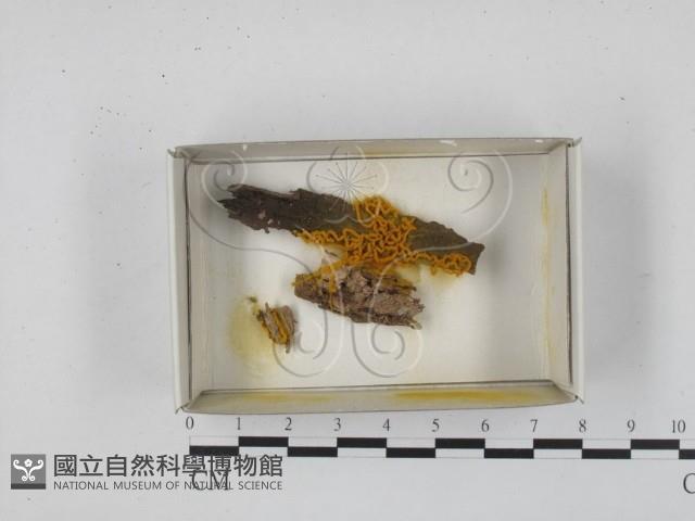 登錄號:F0018299藏品圖，第1張