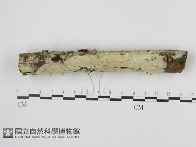 剛毛絲皮菌藏品圖，第1張