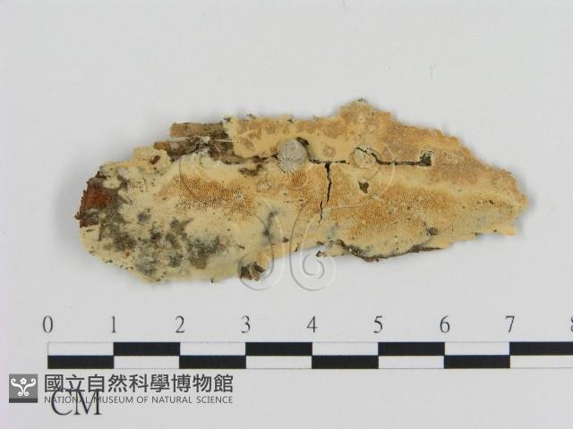 登錄號:F0010299藏品圖，第1張