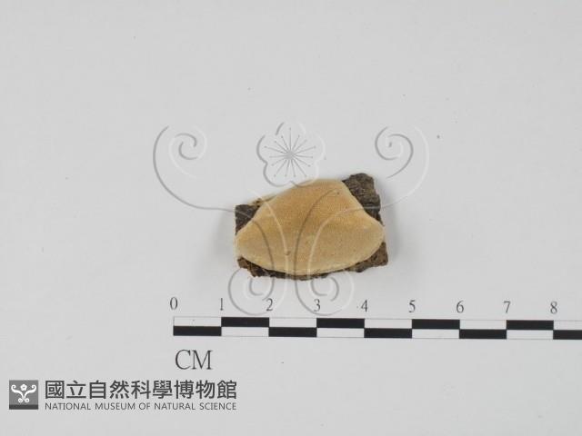 登錄號:F0006299藏品圖，第1張