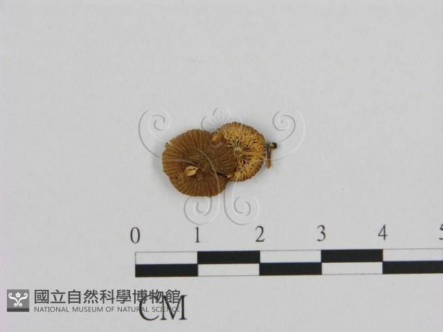 小菇屬藏品圖，第1張
