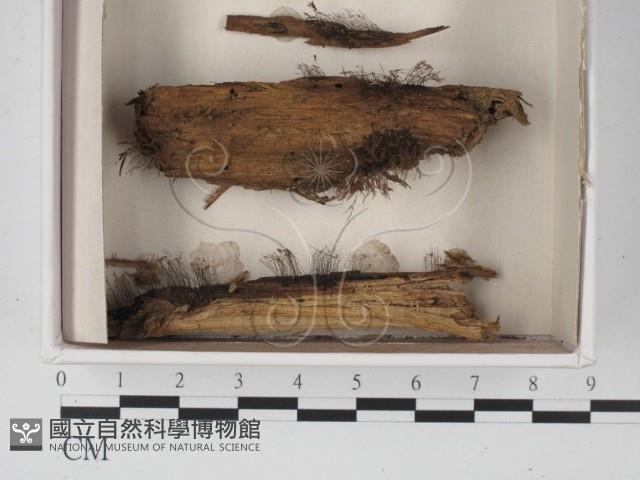 登錄號:F0021299藏品圖，第1張