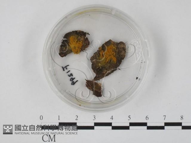 登錄號:F0001299藏品圖，第1張