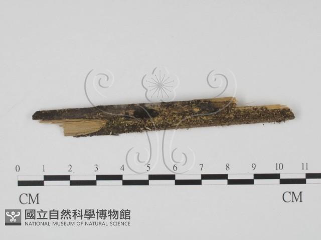 登錄號:F0011299藏品圖，第1張