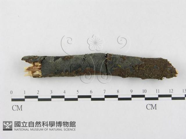 登錄號:F0004299藏品圖，第1張