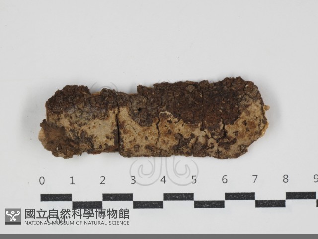 登錄號:F0034299藏品圖，第1張