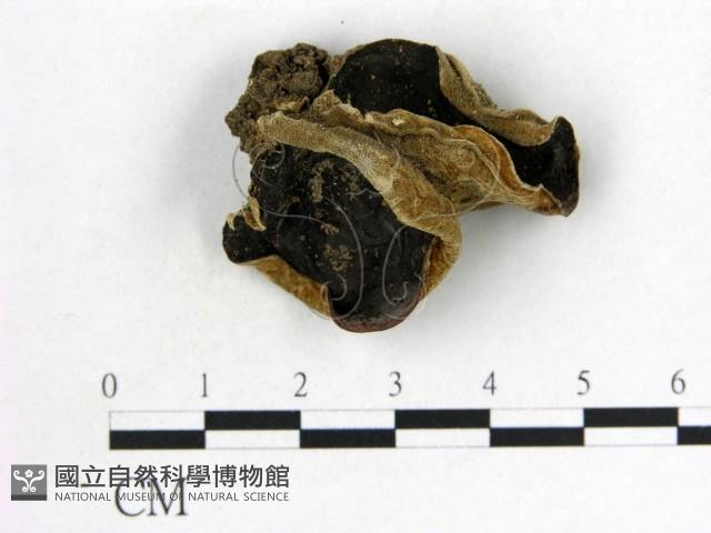 毛木耳藏品圖，第1張