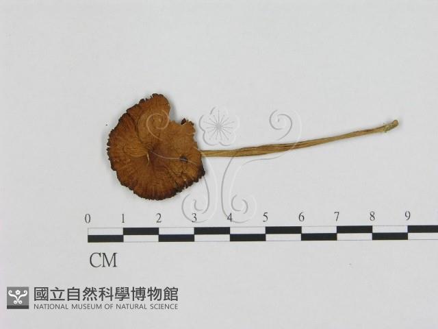 登錄號:F0012299藏品圖，第1張