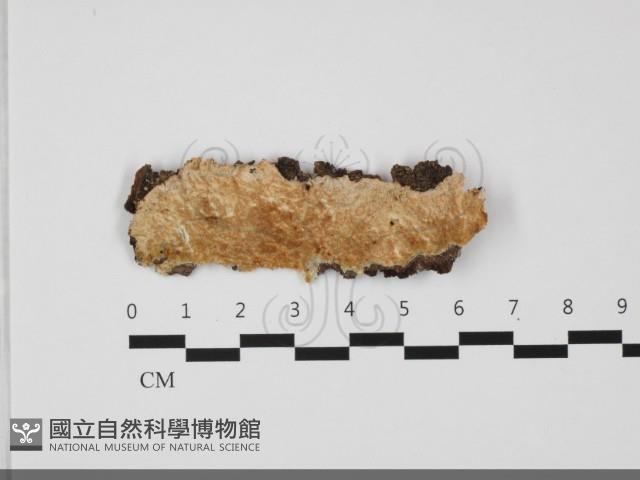 登錄號:F0032299藏品圖，第1張