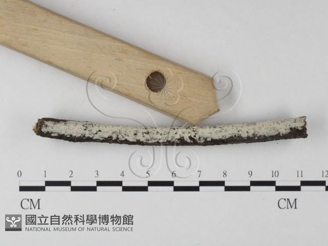 絲皮菌屬藏品圖，第1張