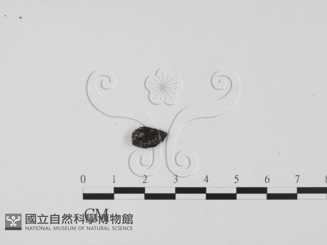 登錄號:F0005299藏品圖，第1張