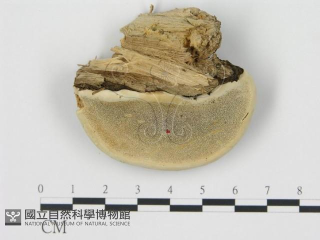 松生擬層孔菌藏品圖，第1張