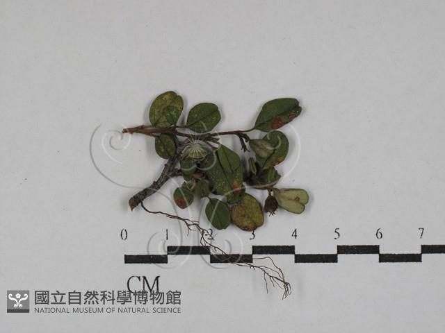 登錄號:F0029299藏品圖，第1張