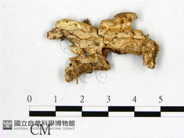 顯絲菌屬藏品圖，第1張